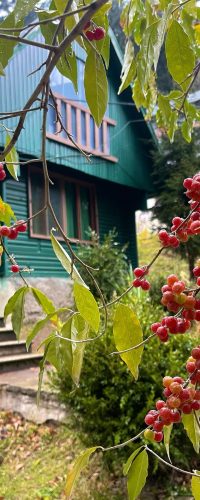 Nunisi Forest Hotel - Georgia 6